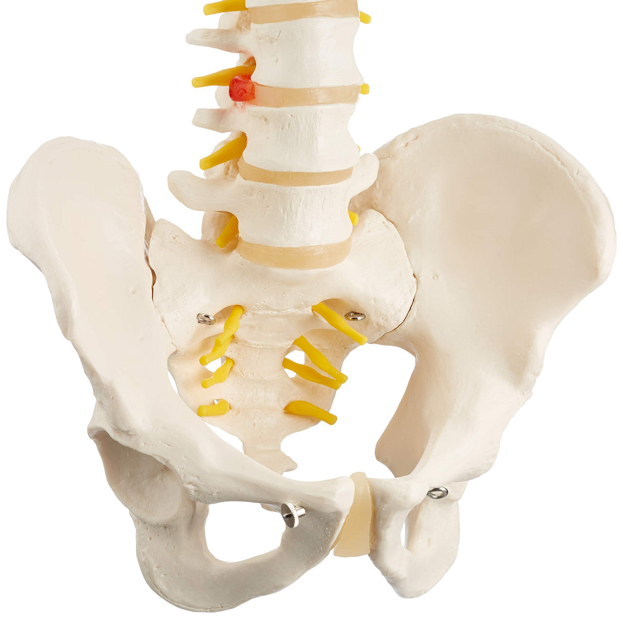 3B Scientific® Columna Vertebral Flexible – Columna a Tamaño Real con Hernia de Disco, Nervios/Arteria Espinal, Pelvis + Acceso a la App 3B Smart Anatomy