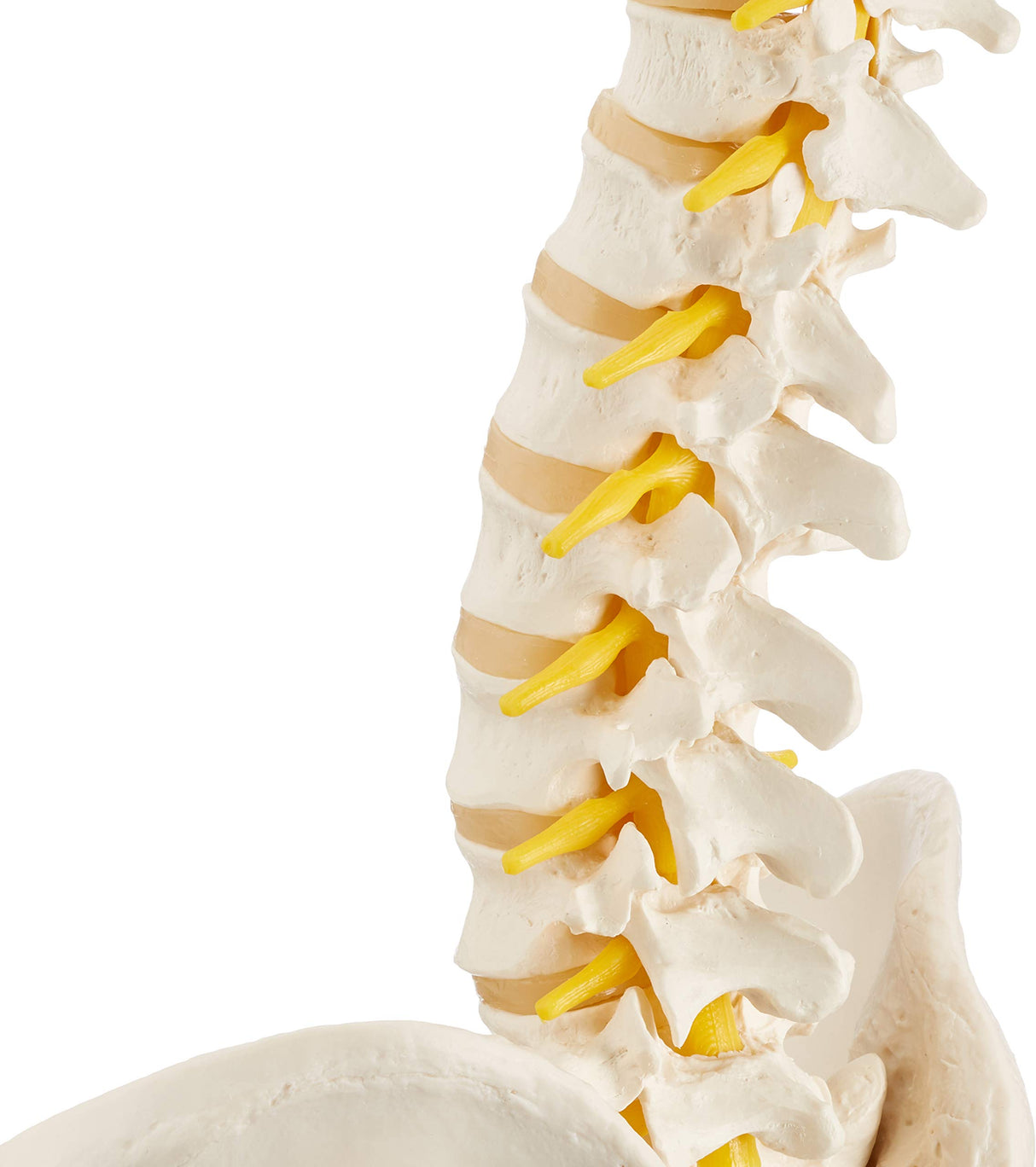 3B Scientific® Columna Vertebral Flexible – Columna a Tamaño Real con Hernia de Disco, Nervios/Arteria Espinal, Pelvis + Acceso a la App 3B Smart Anatomy