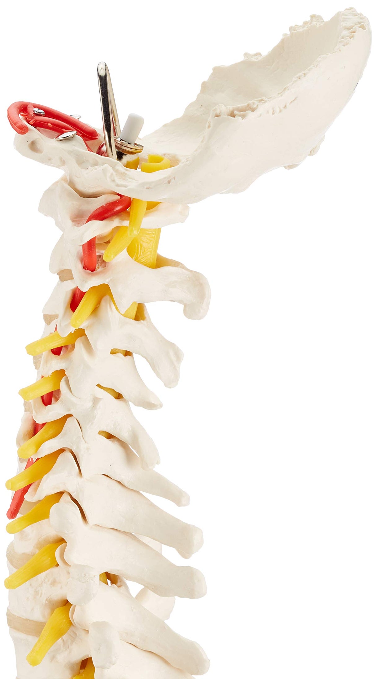 3B Scientific® Columna Vertebral Flexible – Columna a Tamaño Real con Hernia de Disco, Nervios/Arteria Espinal, Pelvis + Acceso a la App 3B Smart Anatomy