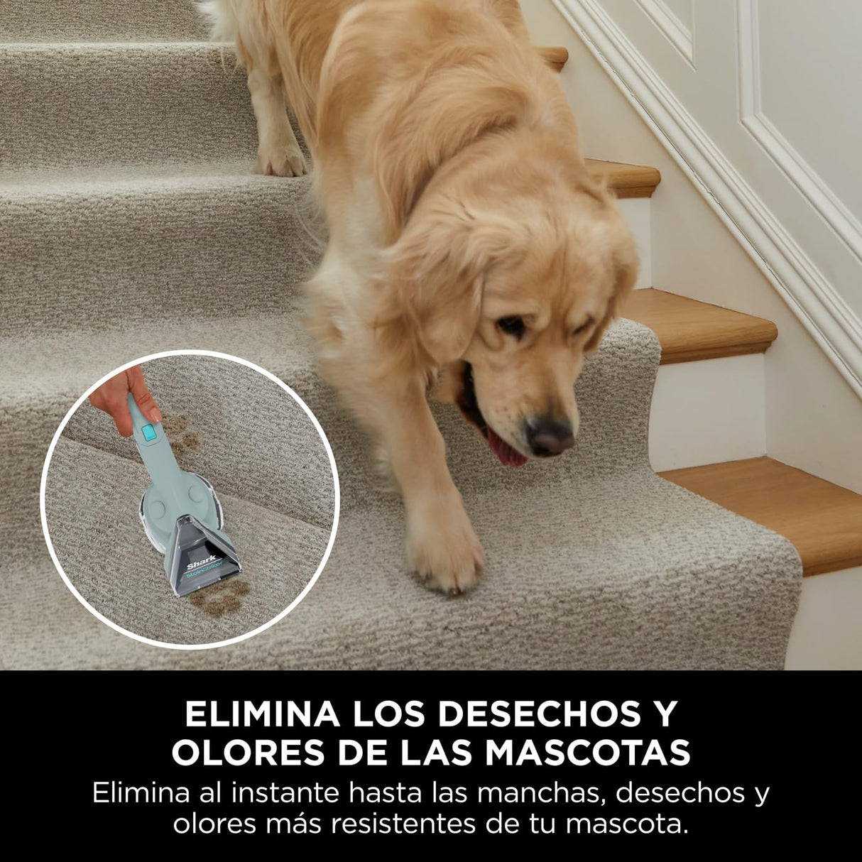 Shark StainStriker Limpiador de manchas con 5 accesorios, minicepillo para pelo de mascotas, boquilla estrecha, tubo de limpieza, 2 soluciones de limpieza incluidas, 450W, ligero, Gris, PX200EUCP