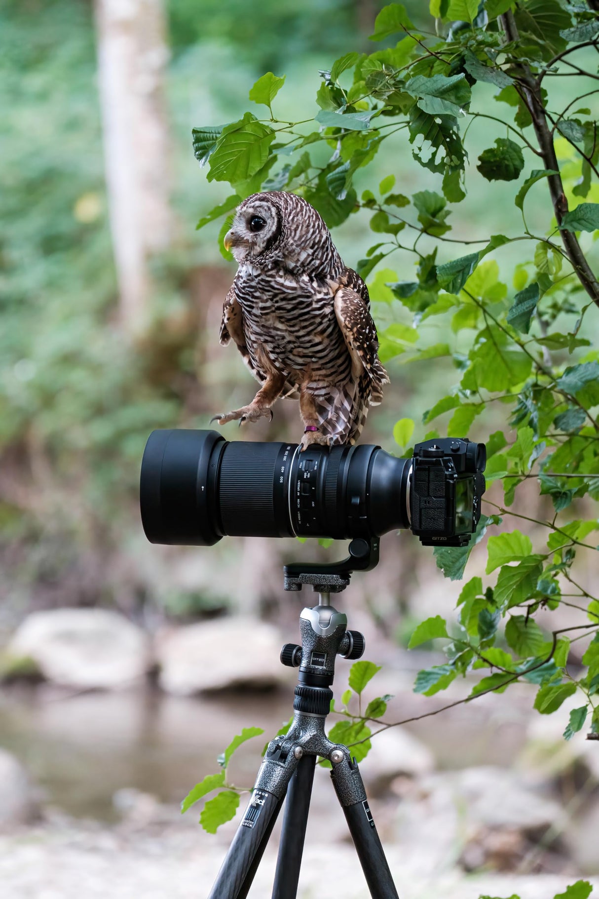 Tamron 150-500mm F/5-6.7 di III VC VXD Fuji X,Negro