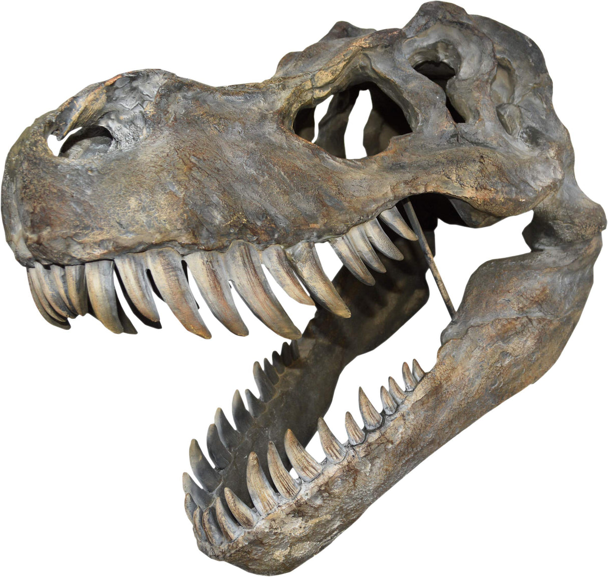 Nemesis Now Tyrannosaurus Rex Skull - Placa de pared (51,5 cm), color marrón