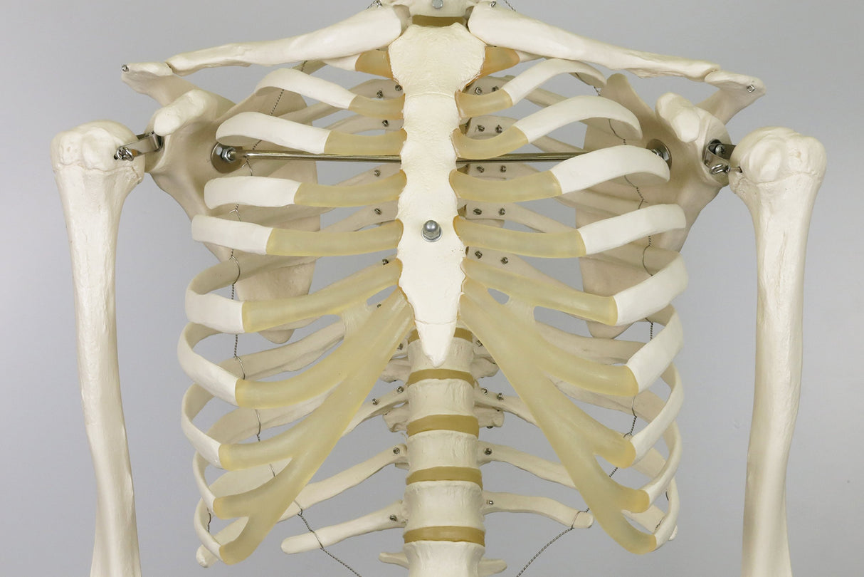 3B Scientific A10/1 Modelo de anatomía humana Esqueleto Clásico Stan Colgado sobre Soporte con 5 Rollen