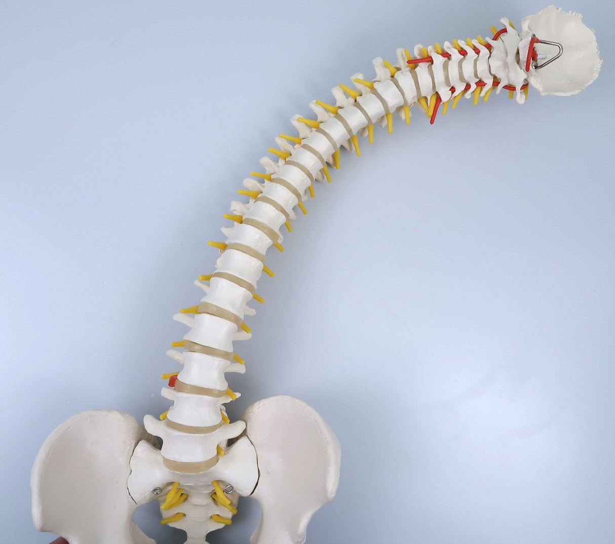 3B Scientific® Columna Vertebral Flexible – Columna a Tamaño Real con Hernia de Disco, Nervios/Arteria Espinal, Pelvis + Acceso a la App 3B Smart Anatomy