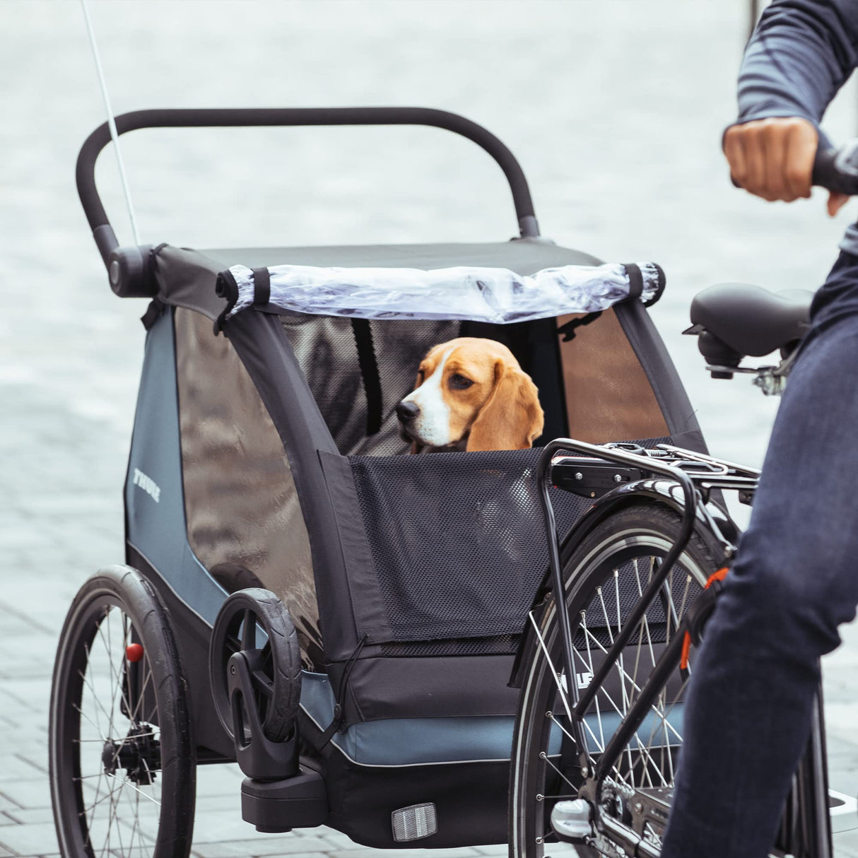 Thule, Courier, Remolque De 2 Plazas para Bicicletas, BLU, U, Admirador Unisex