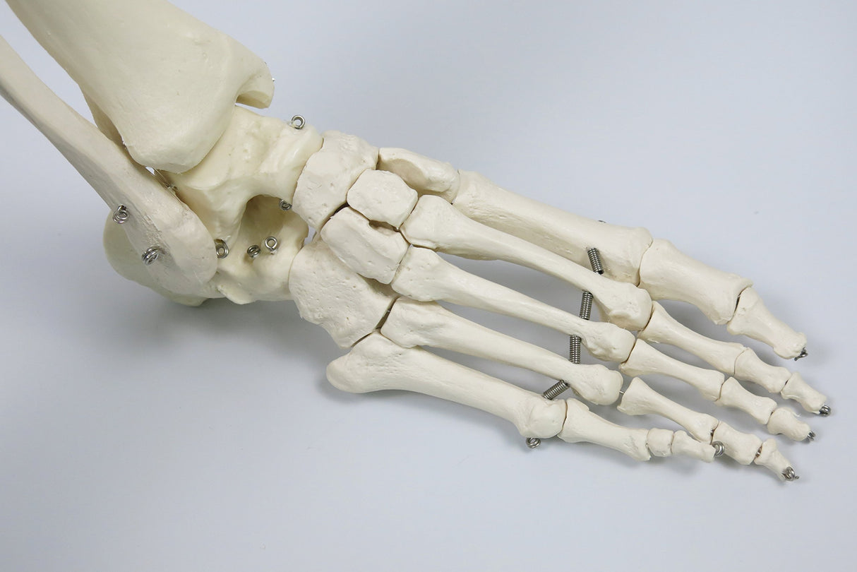 3B Scientific A10/1 Modelo de anatomía humana Esqueleto Clásico Stan Colgado sobre Soporte con 5 Rollen
