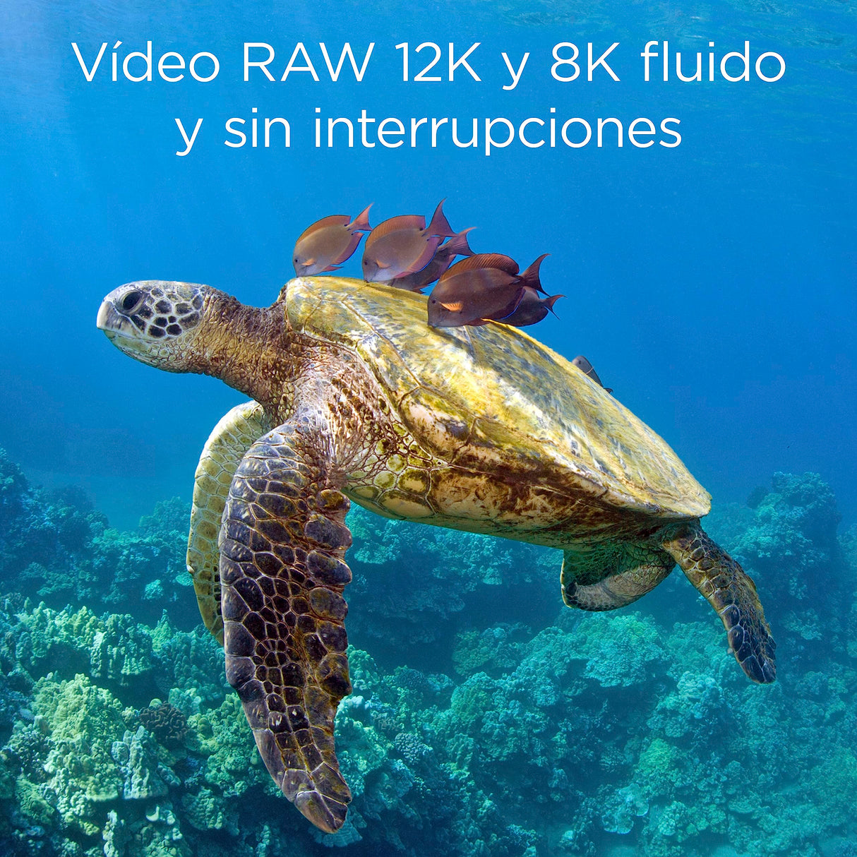 Integral 650GB CFexpress Memory Card Type B 2.0 12K and 8K Raw and 8K 120 FPS 1800MB/s Read 1500MB/s Write Speed 1500MB/s Sustained Write Speed Designed for Advanced Cinematic and DSLR Cameras