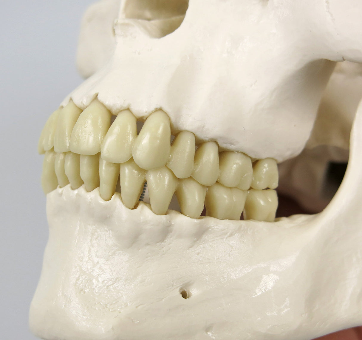 3B Scientific A10/1 Modelo de anatomía humana Esqueleto Clásico Stan Colgado sobre Soporte con 5 Rollen
