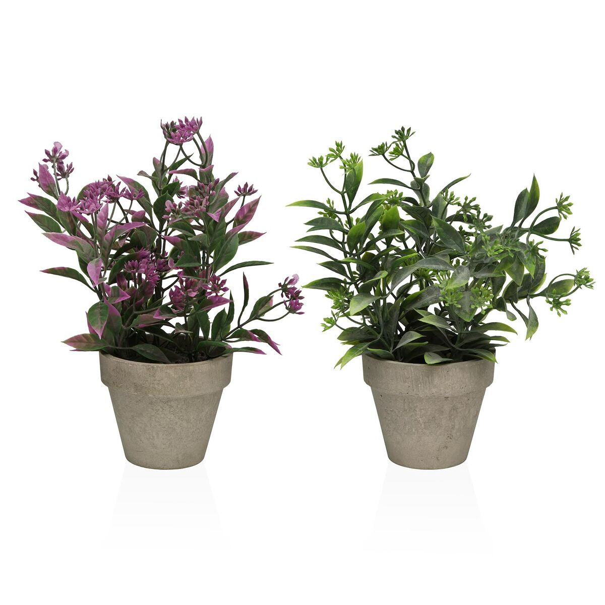 Plantas