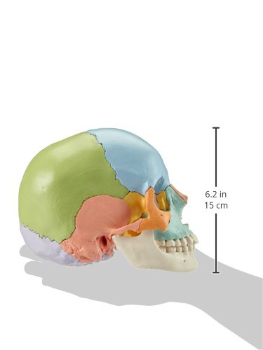 3B Scientific A291 Modelo de Anatomía Humana Cráneo, Kit Didáctico, 22 Partes