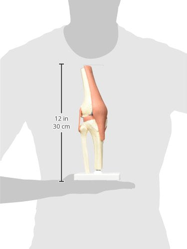3B Scientific® Modelo Funcional de Articulación de la Rodilla – De Lujo a Tamaño Real con Ligamentos, Demuestra Movimiento Natural + Smart Anatomy App (Garantía de 5 Años)
