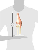 3B Scientific® Modelo Funcional de Articulación de la Rodilla – De Lujo a Tamaño Real con Ligamentos, Demuestra Movimiento Natural + Smart Anatomy App (Garantía de 5 Años)