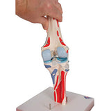 3B Scientific® Modelo de Articulación de Rodilla Humana – Anatomía de 12 Partes a Tamaño Real con Músculos, Ligamentos y Estructuras Óseas Desmontables + Smart Anatomy App (Garantía de 5 Años)