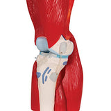 3B Scientific® Modelo de Articulación de Rodilla Humana – Anatomía de 12 Partes a Tamaño Real con Músculos, Ligamentos y Estructuras Óseas Desmontables + Smart Anatomy App (Garantía de 5 Años)