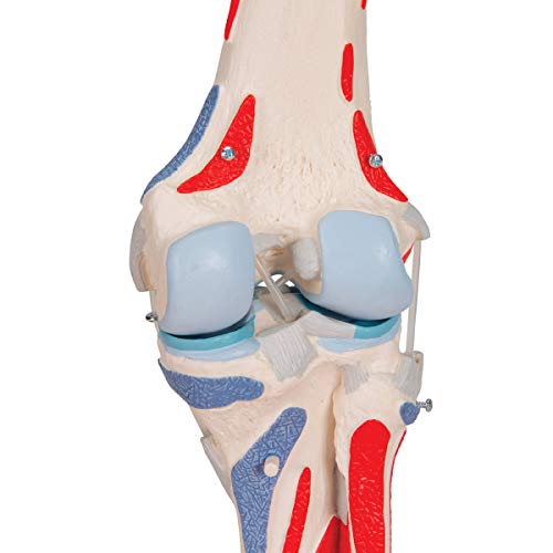 3B Scientific® Modelo de Articulación de Rodilla Humana – Anatomía de 12 Partes a Tamaño Real con Músculos, Ligamentos y Estructuras Óseas Desmontables + Smart Anatomy App (Garantía de 5 Años)