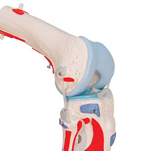 3B Scientific® Modelo de Articulación de Rodilla Humana – Anatomía de 12 Partes a Tamaño Real con Músculos, Ligamentos y Estructuras Óseas Desmontables + Smart Anatomy App (Garantía de 5 Años)