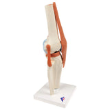 3B Scientific® Modelo Funcional de Articulación de la Rodilla – De Lujo a Tamaño Real con Ligamentos, Demuestra Movimiento Natural + Smart Anatomy App (Garantía de 5 Años)