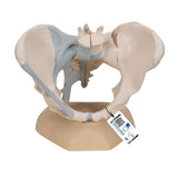 3B Scientific H20/2 Modelo de anatomía humana Pelvis Femenina Con Ligamentos, 3, Partes + App de anatomía gratuita - 3B Smart Anatomy
