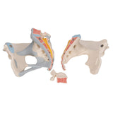 3B Scientific H20/2 Modelo de anatomía humana Pelvis Femenina Con Ligamentos, 3, Partes + App de anatomía gratuita - 3B Smart Anatomy