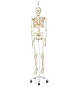 3B Scientific A10/1 Modelo de anatomía humana Esqueleto Clásico Stan Colgado sobre Soporte con 5 Rollen