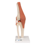 3B Scientific® Modelo Funcional de Articulación de la Rodilla – De Lujo a Tamaño Real con Ligamentos, Demuestra Movimiento Natural + Smart Anatomy App (Garantía de 5 Años)