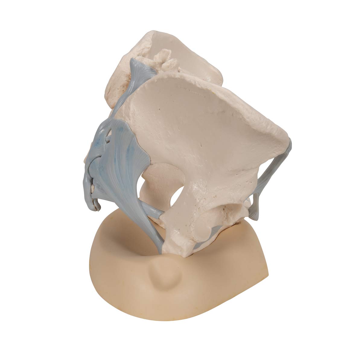 3B Scientific H20/2 Modelo de anatomía humana Pelvis Femenina Con Ligamentos, 3, Partes + App de anatomía gratuita - 3B Smart Anatomy