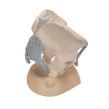 3B Scientific H20/2 Modelo de anatomía humana Pelvis Femenina Con Ligamentos, 3, Partes + App de anatomía gratuita - 3B Smart Anatomy
