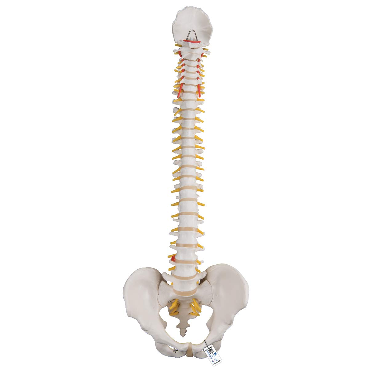 3B Scientific® Columna Vertebral Flexible – Columna a Tamaño Real con Hernia de Disco, Nervios/Arteria Espinal, Pelvis + Acceso a la App 3B Smart Anatomy