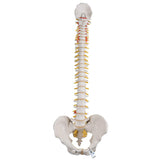 3B Scientific® Columna Vertebral Flexible – Columna a Tamaño Real con Hernia de Disco, Nervios/Arteria Espinal, Pelvis + Acceso a la App 3B Smart Anatomy
