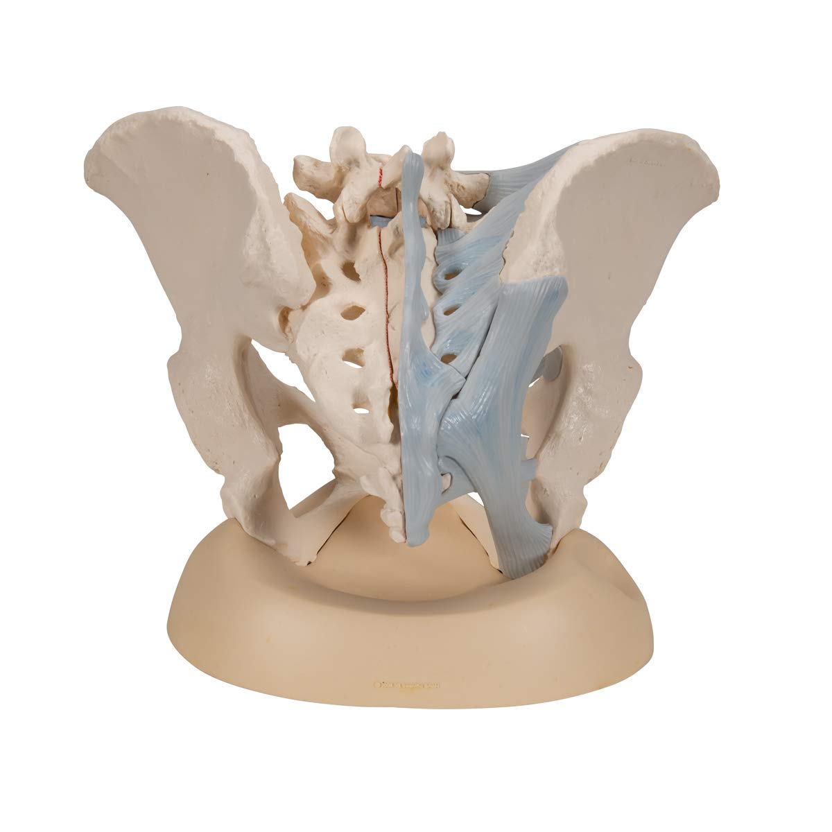 3B Scientific H20/2 Modelo de anatomía humana Pelvis Femenina Con Ligamentos, 3, Partes + App de anatomía gratuita - 3B Smart Anatomy