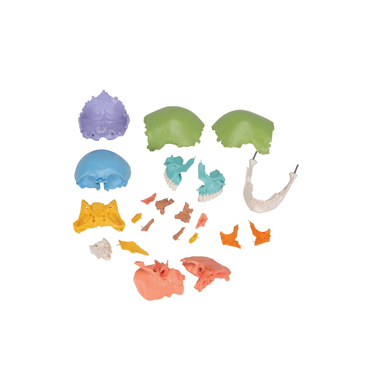 3B Scientific A291 Modelo de Anatomía Humana Cráneo, Kit Didáctico, 22 Partes