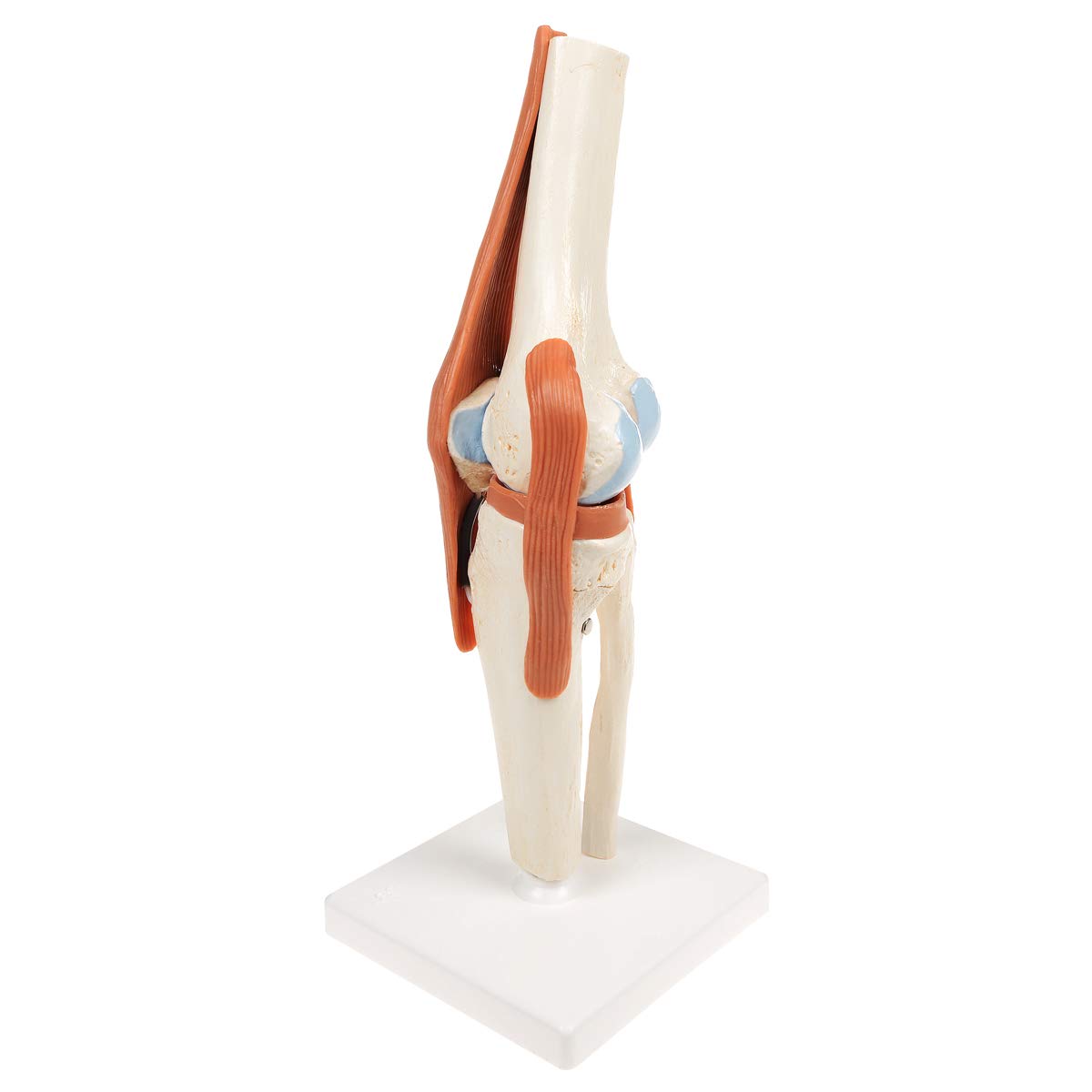 3B Scientific® Modelo Funcional de Articulación de la Rodilla – De Lujo a Tamaño Real con Ligamentos, Demuestra Movimiento Natural + Smart Anatomy App (Garantía de 5 Años)