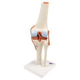 3B Scientific® Modelo Funcional de Articulación de la Rodilla – De Lujo a Tamaño Real con Ligamentos, Demuestra Movimiento Natural + Smart Anatomy App (Garantía de 5 Años)