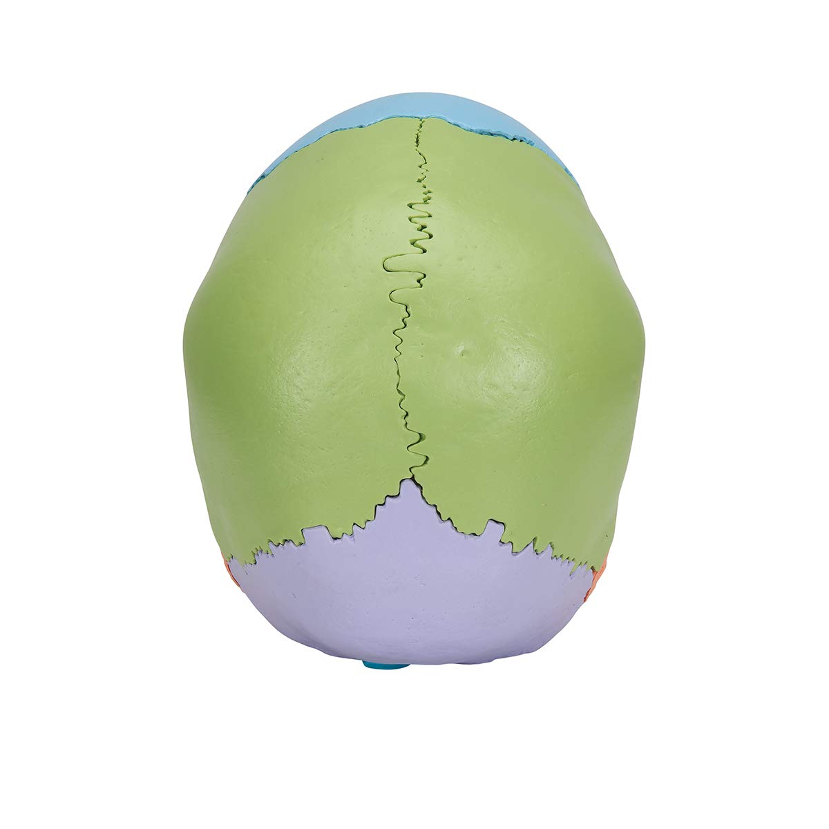 3B Scientific A291 Modelo de Anatomía Humana Cráneo, Kit Didáctico, 22 Partes