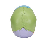 3B Scientific A291 Modelo de Anatomía Humana Cráneo, Kit Didáctico, 22 Partes