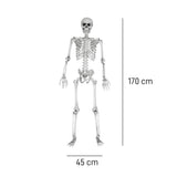 mikamax Esqueleto de tamaño Real - 170 cm (04184)