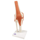 3B Scientific® Modelo Funcional de Articulación de la Rodilla – De Lujo a Tamaño Real con Ligamentos, Demuestra Movimiento Natural + Smart Anatomy App (Garantía de 5 Años)