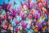 Lensbaby - Lente Twist 60 - Bokeh Angular y viñeteado Sutil - para sensores 35mm Formato Completo, APS-C y 4/3