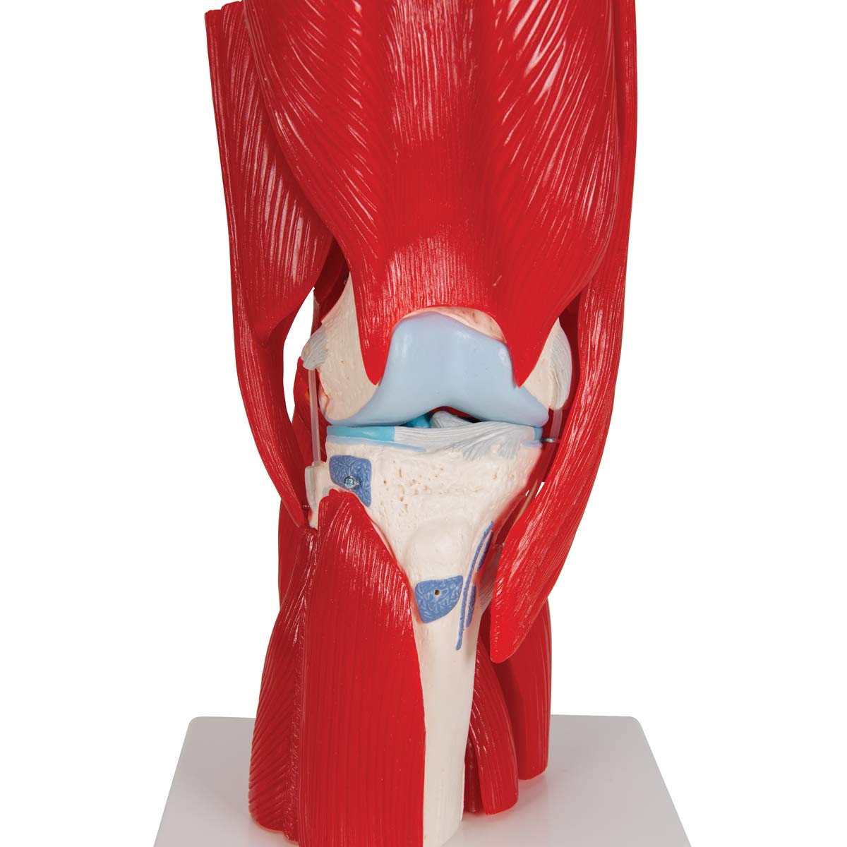 3B Scientific® Modelo de Articulación de Rodilla Humana – Anatomía de 12 Partes a Tamaño Real con Músculos, Ligamentos y Estructuras Óseas Desmontables + Smart Anatomy App (Garantía de 5 Años)