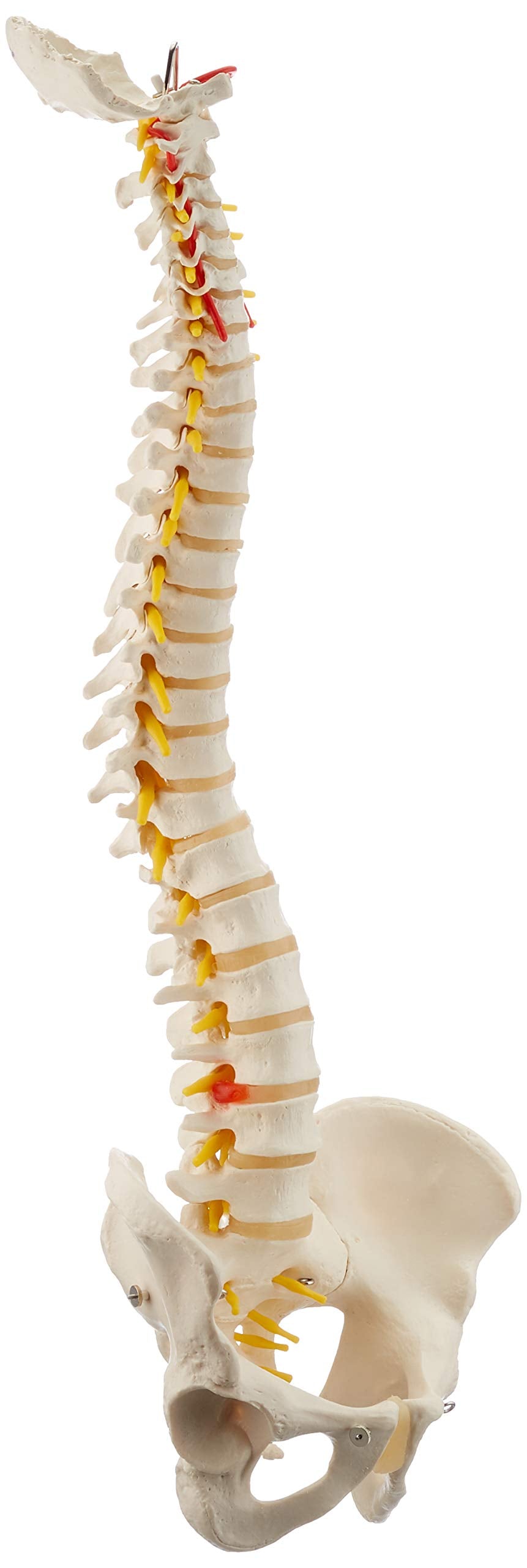 3B Scientific® Columna Vertebral Flexible – Columna a Tamaño Real con Hernia de Disco, Nervios/Arteria Espinal, Pelvis + Acceso a la App 3B Smart Anatomy