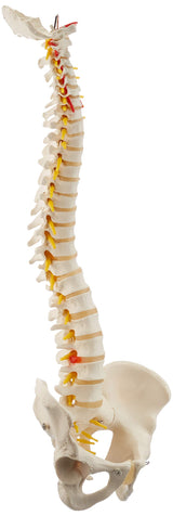 3B Scientific® Columna Vertebral Flexible – Columna a Tamaño Real con Hernia de Disco, Nervios/Arteria Espinal, Pelvis + Acceso a la App 3B Smart Anatomy