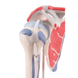3B Scientific® Articulación del Hombro con Manguito Rotador – Modelo Anatómico Humano a Tamaño Real con Músculos, Componentes Desmontables, App 3B Smart Anatomy (Ayuda Didáctica Médica)