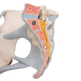 3B Scientific H20/2 Modelo de anatomía humana Pelvis Femenina Con Ligamentos, 3, Partes + App de anatomía gratuita - 3B Smart Anatomy
