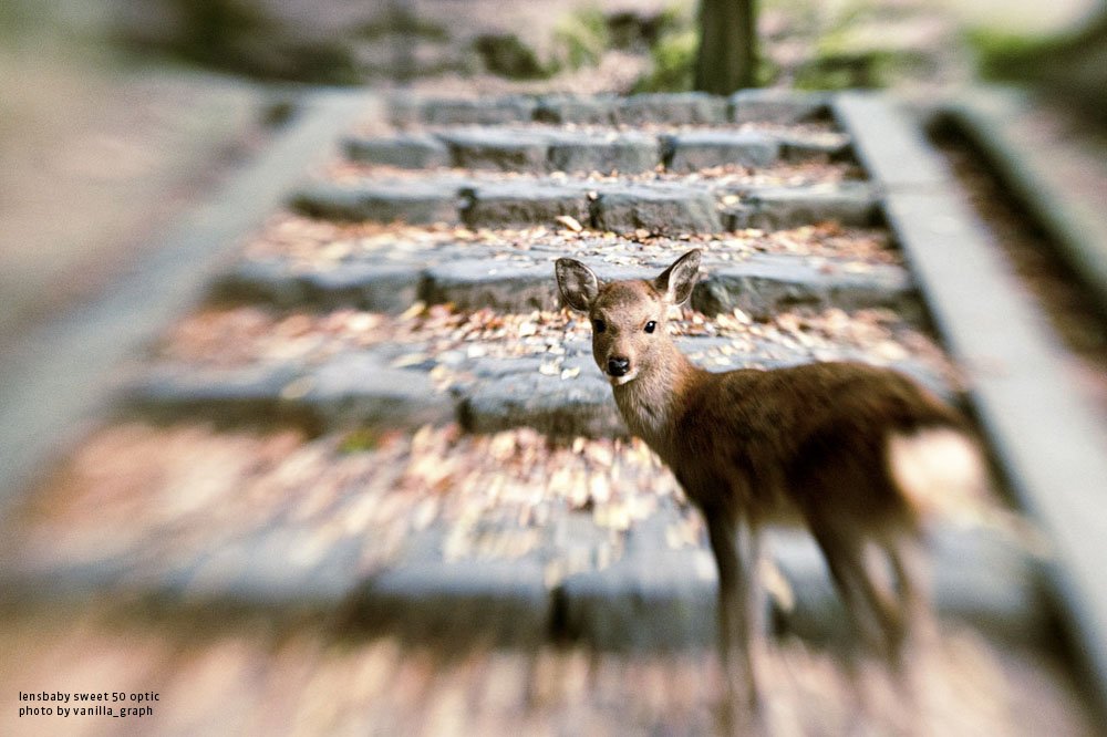 Lensbaby - Composer Pro II con Sweet 50 Lens - para Canon EF - Sweet Spot of Focus - Desenfoque de ensueño paisajes y Retratos ambientales