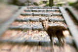 Lensbaby - Composer Pro II con Sweet 50 Lens - para Canon EF - Sweet Spot of Focus - Desenfoque de ensueño paisajes y Retratos ambientales