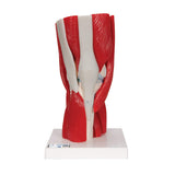 3B Scientific® Modelo de Articulación de Rodilla Humana – Anatomía de 12 Partes a Tamaño Real con Músculos, Ligamentos y Estructuras Óseas Desmontables + Smart Anatomy App (Garantía de 5 Años)