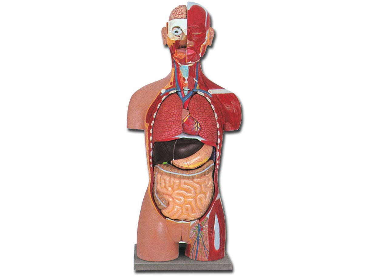 Modelo torso muscular espalda abierta, suministrado con guía en Cd Rom