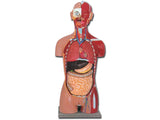 Modelo torso muscular espalda abierta, suministrado con guía en Cd Rom