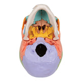 3B Scientific A291 Modelo de Anatomía Humana Cráneo, Kit Didáctico, 22 Partes