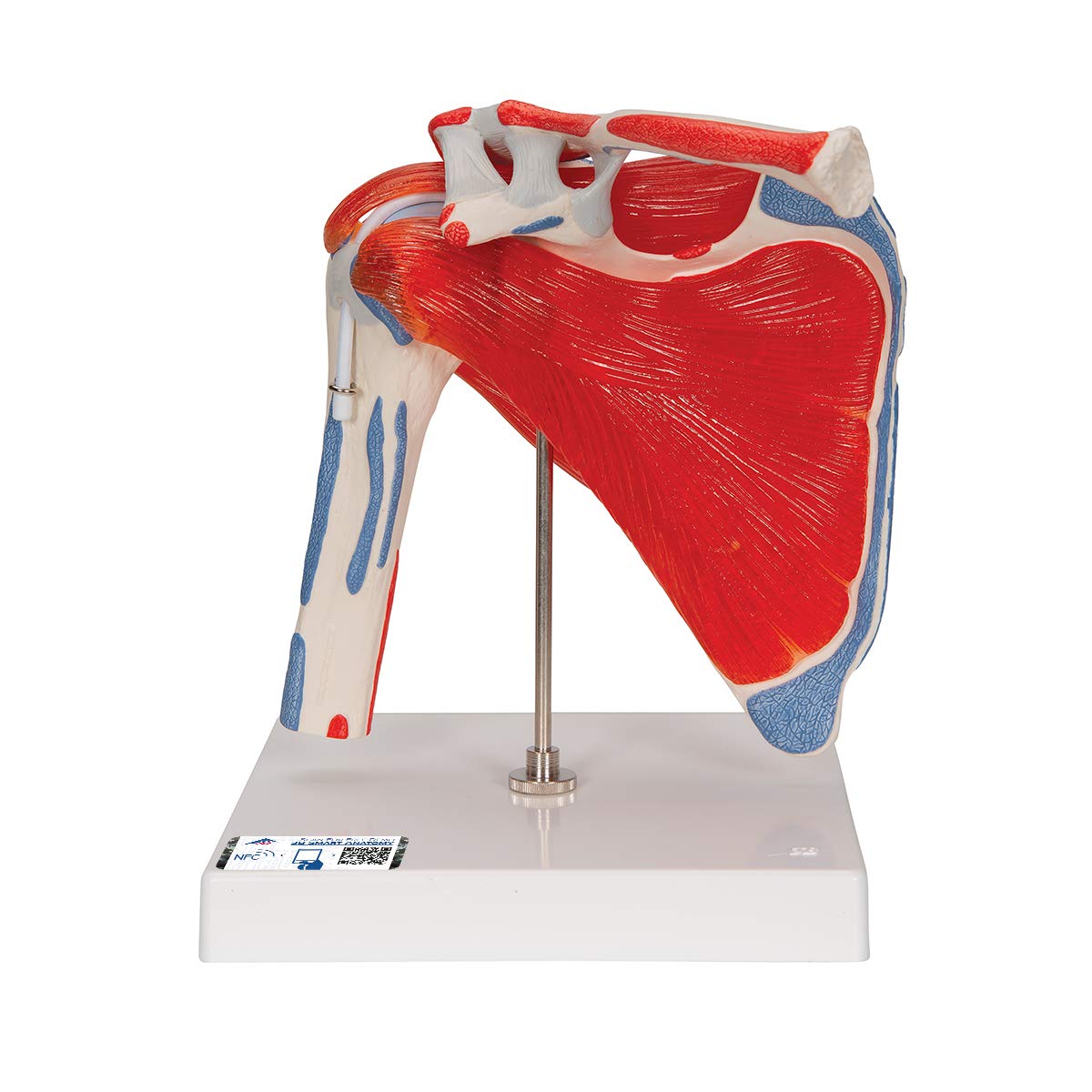 3B Scientific® Articulación del Hombro con Manguito Rotador – Modelo Anatómico Humano a Tamaño Real con Músculos, Componentes Desmontables, App 3B Smart Anatomy (Ayuda Didáctica Médica)
